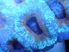 画像1: 【サンゴまとめ買い割引き10％〜20%OFF対象商品】 【サンゴ】【通販】【オーストラリア産】カクオオトゲキクメイシ (Ultra Grade）（個体販売）No.65（生体）（サンゴ） (1)