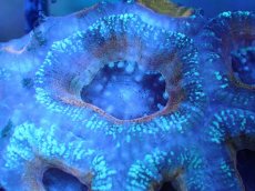 画像1: 【サンゴまとめ買い割引き10％〜20%OFF対象商品】 【サンゴ】【通販】【オーストラリア産】カクオオトゲキクメイシ (Ultra Grade）（個体販売）No.66（生体）（サンゴ） (1)