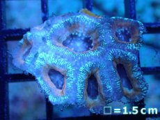 画像2: 【サンゴまとめ買い割引き10％〜20%OFF対象商品】 【サンゴ】【通販】【オーストラリア産】カクオオトゲキクメイシ (Ultra Grade）（個体販売）No.66（生体）（サンゴ） (2)