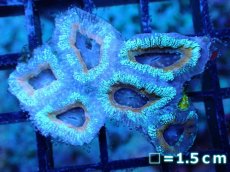 画像2: 【サンゴまとめ買い割引き10％〜20%OFF対象商品】 【サンゴ】【通販】【オーストラリア産】カクオオトゲキクメイシ (Ultra Grade）（個体販売）No.67（生体）（サンゴ） (2)