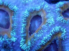 画像1: 【サンゴまとめ買い割引き10％〜20%OFF対象商品】 【サンゴ】【通販】【オーストラリア産】カクオオトゲキクメイシ (Ultra Grade）（個体販売）No.68（生体）（サンゴ） (1)