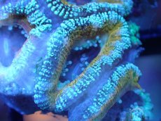 画像1: 【サンゴまとめ買い割引き10％〜20%OFF対象商品】 【サンゴ】【通販】【オーストラリア産】カクオオトゲキクメイシ (Ultra Grade）（個体販売）No.69（生体）（サンゴ） (1)