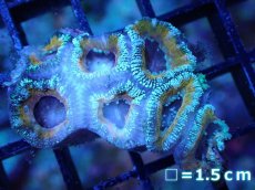 画像2: 【サンゴまとめ買い割引き10％〜20%OFF対象商品】 【サンゴ】【通販】【オーストラリア産】カクオオトゲキクメイシ (Ultra Grade）（個体販売）No.69（生体）（サンゴ） (2)