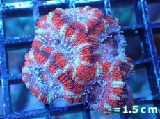 画像2: 【サンゴまとめ買い割引き10％〜20%OFF対象商品】 【サンゴ】【通販】【オーストラリア産】カクオオトゲキクメイシ (Ultra Grade）（個体販売）No.70（生体）（サンゴ） (2)