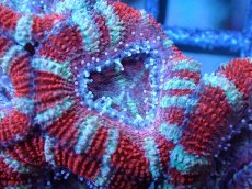 画像1: 【サンゴまとめ買い割引き10％〜20%OFF対象商品】 【サンゴ】【通販】【オーストラリア産】カクオオトゲキクメイシ (Ultra Grade）（個体販売）No.71（生体）（サンゴ） (1)