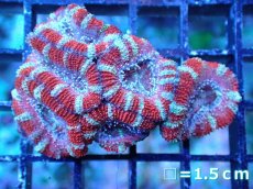 画像2: 【サンゴまとめ買い割引き10％〜20%OFF対象商品】 【サンゴ】【通販】【オーストラリア産】カクオオトゲキクメイシ (Ultra Grade）（個体販売）No.71（生体）（サンゴ） (2)