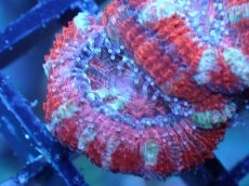 画像1: 【サンゴまとめ買い割引き10％〜20%OFF対象商品】 【サンゴ】【通販】【オーストラリア産】カクオオトゲキクメイシ (Ultra Grade）（個体販売）No.72（生体）（サンゴ） (1)