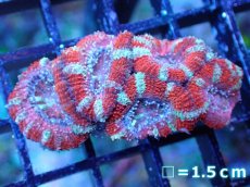 画像2: 【サンゴまとめ買い割引き10％〜20%OFF対象商品】 【サンゴ】【通販】【オーストラリア産】カクオオトゲキクメイシ (Ultra Grade）（個体販売）No.72（生体）（サンゴ） (2)