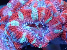 画像1: 【サンゴまとめ買い割引き10％〜20%OFF対象商品】 【サンゴ】【通販】【オーストラリア産】カクオオトゲキクメイシ (Ultra Grade）（個体販売）No.73（生体）（サンゴ） (1)