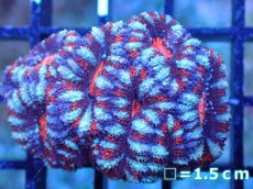 画像2: 【サンゴまとめ買い割引き10％〜20%OFF対象商品】 【サンゴ】【通販】【オーストラリア産】カクオオトゲキクメイシ (Ultra Grade）（個体販売）No.74（生体）（サンゴ） (2)