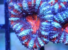 画像1: 【サンゴまとめ買い割引き10％〜20%OFF対象商品】 【サンゴ】【通販】【オーストラリア産】カクオオトゲキクメイシ (Ultra Grade）（個体販売）No.75（生体）（サンゴ） (1)