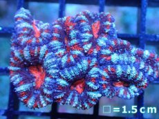 画像2: 【サンゴまとめ買い割引き10％〜20%OFF対象商品】 【サンゴ】【通販】【オーストラリア産】カクオオトゲキクメイシ (Ultra Grade）（個体販売）No.75（生体）（サンゴ） (2)