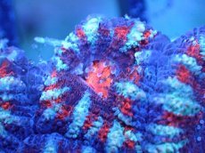 画像1: 【サンゴまとめ買い割引き10％〜20%OFF対象商品】 【サンゴ】【通販】【オーストラリア産】カクオオトゲキクメイシ (Ultra Grade）（個体販売）No.76（生体）（サンゴ） (1)