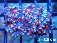 画像2: 【サンゴまとめ買い割引き10％〜20%OFF対象商品】 【サンゴ】【通販】【オーストラリア産】カクオオトゲキクメイシ (Ultra Grade）（個体販売）No.76（生体）（サンゴ） (2)