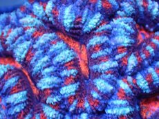 画像1: 【サンゴまとめ買い割引き10％〜20%OFF対象商品】 【サンゴ】【通販】【オーストラリア産】カクオオトゲキクメイシ (Ultra Grade）（個体販売）No.77（生体）（サンゴ） (1)