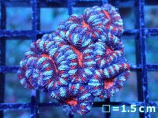 画像2: 【サンゴまとめ買い割引き10％〜20%OFF対象商品】 【サンゴ】【通販】【オーストラリア産】カクオオトゲキクメイシ (Ultra Grade）（個体販売）No.77（生体）（サンゴ） (2)