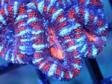 画像1: 【サンゴまとめ買い割引き10％〜20%OFF対象商品】 【サンゴ】【通販】【オーストラリア産】カクオオトゲキクメイシ (Ultra Grade）（個体販売）No.78（生体）（サンゴ） (1)