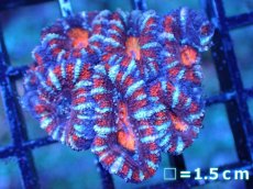 画像2: 【サンゴまとめ買い割引き10％〜20%OFF対象商品】 【サンゴ】【通販】【オーストラリア産】カクオオトゲキクメイシ (Ultra Grade）（個体販売）No.78（生体）（サンゴ） (2)