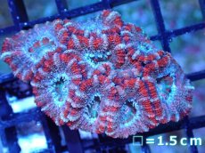 画像2: 【サンゴまとめ買い割引き10％〜20%OFF対象商品】 【サンゴ】【通販】【オーストラリア産】カクオオトゲキクメイシ (Ultra Grade）（個体販売）No.79（生体）（サンゴ） (2)