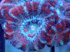 画像1: 【サンゴまとめ買い割引き10％〜20%OFF対象商品】 【サンゴ】【通販】【オーストラリア産】カクオオトゲキクメイシ (Ultra Grade）（個体販売）No.80（生体）（サンゴ） (1)