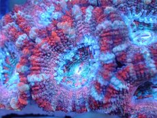 画像1: 【サンゴまとめ買い割引き10％〜20%OFF対象商品】 【サンゴ】【通販】【オーストラリア産】カクオオトゲキクメイシ (Ultra Grade）（個体販売）No.81（生体）（サンゴ） (1)