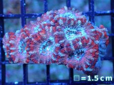 画像2: 【サンゴまとめ買い割引き10％〜20%OFF対象商品】 【サンゴ】【通販】【オーストラリア産】カクオオトゲキクメイシ (Ultra Grade）（個体販売）No.81（生体）（サンゴ） (2)