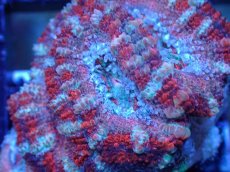 画像1: 【サンゴまとめ買い割引き10％〜20%OFF対象商品】 【サンゴ】【通販】【オーストラリア産】カクオオトゲキクメイシ (Ultra Grade）（個体販売）No.82（生体）（サンゴ） (1)