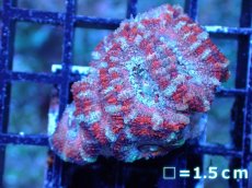 画像2: 【サンゴまとめ買い割引き10％〜20%OFF対象商品】 【サンゴ】【通販】【オーストラリア産】カクオオトゲキクメイシ (Ultra Grade）（個体販売）No.82（生体）（サンゴ） (2)