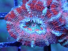 画像1: 【サンゴまとめ買い割引き10％〜20%OFF対象商品】 【サンゴ】【通販】【オーストラリア産】カクオオトゲキクメイシ (Ultra Grade）（個体販売）No.83（生体）（サンゴ） (1)