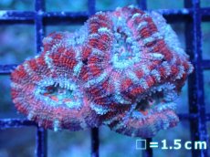 画像2: 【サンゴまとめ買い割引き10％〜20%OFF対象商品】 【サンゴ】【通販】【オーストラリア産】カクオオトゲキクメイシ (Ultra Grade）（個体販売）No.83（生体）（サンゴ） (2)