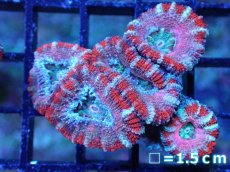画像2: 【サンゴまとめ買い割引き10％〜20%OFF対象商品】 【サンゴ】【通販】【オーストラリア産】カクオオトゲキクメイシ (Ultra Grade）（個体販売）No.84（生体）（サンゴ） (2)