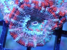 画像1: 【サンゴまとめ買い割引き10％〜20%OFF対象商品】 【サンゴ】【通販】【オーストラリア産】カクオオトゲキクメイシ (Ultra Grade）（個体販売）No.85（生体）（サンゴ） (1)