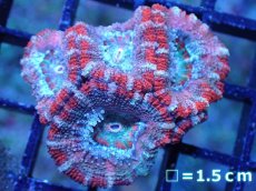 画像2: 【サンゴまとめ買い割引き10％〜20%OFF対象商品】 【サンゴ】【通販】【オーストラリア産】カクオオトゲキクメイシ (Ultra Grade）（個体販売）No.85（生体）（サンゴ） (2)