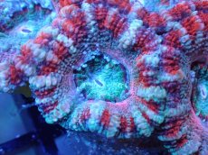 画像1: 【サンゴまとめ買い割引き10％〜20%OFF対象商品】 【サンゴ】【通販】【オーストラリア産】カクオオトゲキクメイシ (Ultra Grade）（個体販売）No.86（生体）（サンゴ） (1)