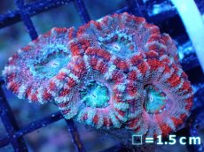画像2: 【サンゴまとめ買い割引き10％〜20%OFF対象商品】 【サンゴ】【通販】【オーストラリア産】カクオオトゲキクメイシ (Ultra Grade）（個体販売）No.86（生体）（サンゴ） (2)