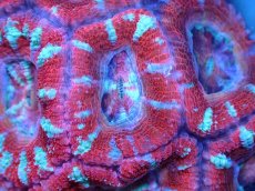 画像1: 【サンゴまとめ買い割引き10％〜20%OFF対象商品】 【サンゴ】【通販】【オーストラリア産】カクオオトゲキクメイシ (Ultra Grade）（個体販売）No.87（生体）（サンゴ） (1)