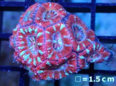 画像2: 【サンゴまとめ買い割引き10％〜20%OFF対象商品】 【サンゴ】【通販】【オーストラリア産】カクオオトゲキクメイシ (Ultra Grade）（個体販売）No.87（生体）（サンゴ） (2)
