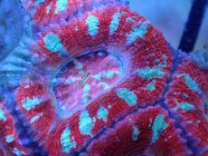 画像1: 【サンゴまとめ買い割引き10％〜20%OFF対象商品】 【サンゴ】【通販】【オーストラリア産】カクオオトゲキクメイシ (Ultra Grade）（個体販売）No.88（生体）（サンゴ） (1)