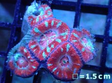 画像2: 【サンゴまとめ買い割引き10％〜20%OFF対象商品】 【サンゴ】【通販】【オーストラリア産】カクオオトゲキクメイシ (Ultra Grade）（個体販売）No.88（生体）（サンゴ） (2)