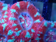 画像1: 【サンゴまとめ買い割引き10％〜20%OFF対象商品】 【サンゴ】【通販】【オーストラリア産】カクオオトゲキクメイシ (Ultra Grade）（個体販売）No.89（生体）（サンゴ） (1)