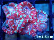 画像2: 【サンゴまとめ買い割引き10％〜20%OFF対象商品】 【サンゴ】【通販】【オーストラリア産】カクオオトゲキクメイシ (Ultra Grade）（個体販売）No.89（生体）（サンゴ） (2)