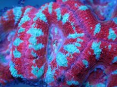 画像1: 【サンゴまとめ買い割引き10％〜20%OFF対象商品】 【サンゴ】【通販】【オーストラリア産】カクオオトゲキクメイシ (Ultra Grade）（個体販売）No.90（生体）（サンゴ） (1)