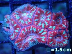 画像2: 【サンゴまとめ買い割引き10％〜20%OFF対象商品】 【サンゴ】【通販】【オーストラリア産】カクオオトゲキクメイシ (Ultra Grade）（個体販売）No.91（生体）（サンゴ） (2)