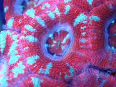 画像1: 【サンゴまとめ買い割引き10％〜20%OFF対象商品】 【サンゴ】【通販】【オーストラリア産】カクオオトゲキクメイシ (Ultra Grade）（個体販売）No.92（生体）（サンゴ） (1)