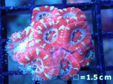 画像2: 【サンゴまとめ買い割引き10％〜20%OFF対象商品】 【サンゴ】【通販】【オーストラリア産】カクオオトゲキクメイシ (Ultra Grade）（個体販売）No.92（生体）（サンゴ） (2)