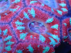 画像1: 【サンゴまとめ買い割引き10％〜20%OFF対象商品】 【サンゴ】【通販】【オーストラリア産】カクオオトゲキクメイシ (Ultra Grade）（個体販売）No.93（生体）（サンゴ） (1)