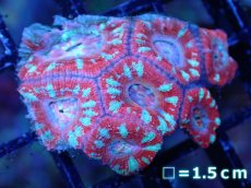 画像2: 【サンゴまとめ買い割引き10％〜20%OFF対象商品】 【サンゴ】【通販】【オーストラリア産】カクオオトゲキクメイシ (Ultra Grade）（個体販売）No.93（生体）（サンゴ） (2)