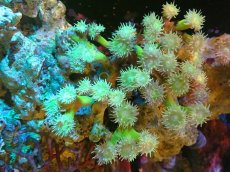 画像1: 【サンゴまとめ買い割引き10％〜20%OFF対象商品】 【サンゴ】【通販】【オーストラリア産】ウィスカーズコーラル (Green/XXLサイズ）（個体販売）（±18cm)No.1（生体）（サンゴ） (1)