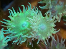 画像2: 【サンゴまとめ買い割引き10％〜20%OFF対象商品】 【サンゴ】【通販】【オーストラリア産】ウィスカーズコーラル (Green/XXLサイズ）（個体販売）（±18cm)No.1（生体）（サンゴ） (2)