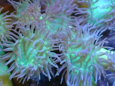 画像2: 【サンゴまとめ買い割引き10％〜20%OFF対象商品】 【サンゴ】【通販】【オーストラリア産】ウィスカーズコーラル (Green/XXLサイズ）（個体販売）（±20cm)No.2（生体）（サンゴ） (2)